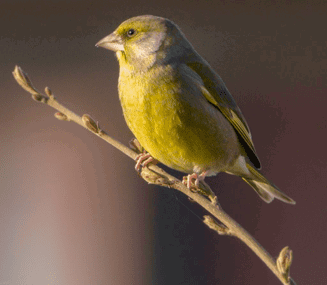 Greenfinch Picture 1 Greenfinch Picture 1