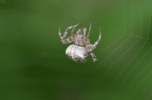 garden spider spider