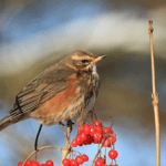 redwing