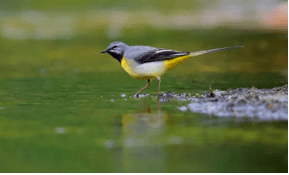 wagtail wagtail