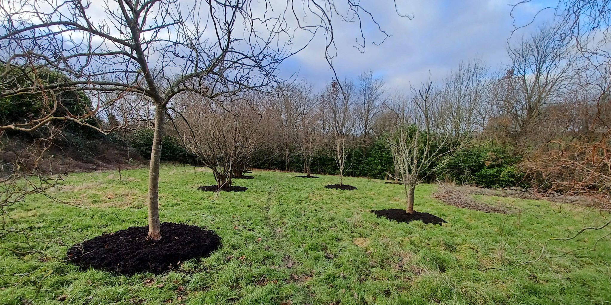 INTRODUCTION TO FRUIT TREE PRUNING What's on in Hailsham